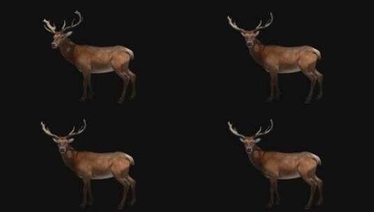 麋鹿小鹿角鹿森林动物三维动画合成带通道高清在线视频素材下载