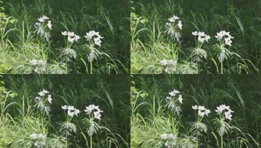 野生药用植物银莲花高清在线视频素材下载