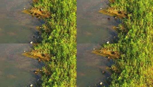 浐灞国家湿地公园高清在线视频素材下载