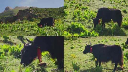 羌塘草原上牦牛吃草生态牧场高清在线视频素材下载