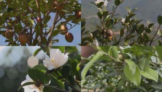 油茶果油茶花油茶籽农业宣传实拍视频素材高清在线视频素材下载