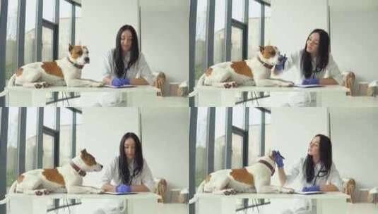 一名女兽医检查一只美国斯塔福德郡梗。狗坐在桌子上高清在线视频素材下载