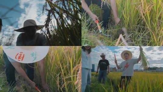 乡村振兴粮食安全大学生学习收割稻谷特写高清在线视频素材下载