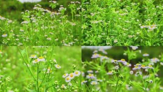 （有版权）4k野花花蕊一年蓬植物花朵高清在线视频素材下载