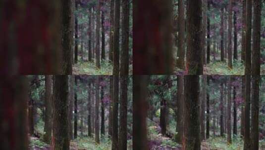 迷雾森林绿色树木枝干丛林4K升格高清在线视频素材下载