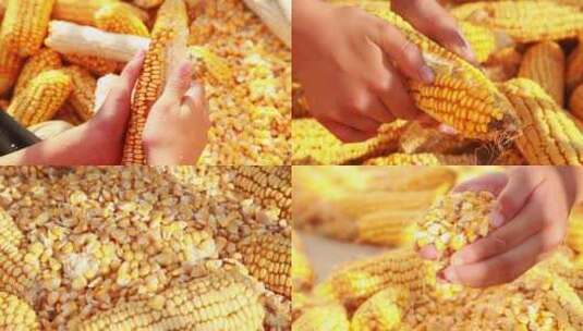 粮食丰收玉米满仓一片金黄高清在线视频素材下载