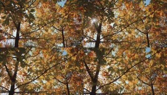秋天阳光下的黄叶高清在线视频素材下载
