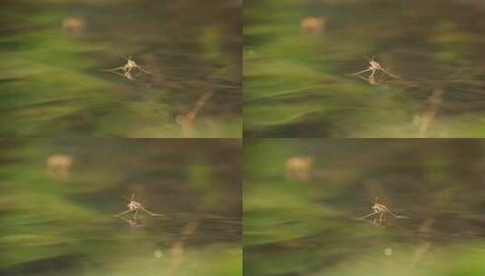 小溪池塘水面水黾昆虫水蜘蛛高清在线视频素材下载