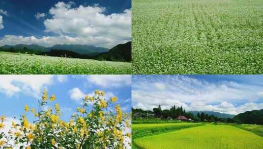 自然风光自然村蓝天白云花海花圃水稻田高清在线视频素材下载