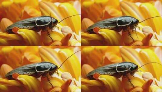 黄色花瓣上的剑鱼洞蟑螂高清在线视频素材下载