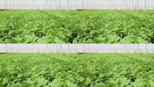 温室里的有机蔬菜高清在线视频素材下载