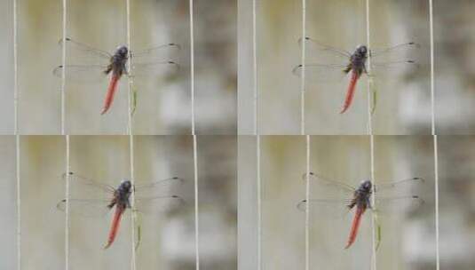 静止中的蜻蜓高清在线视频素材下载