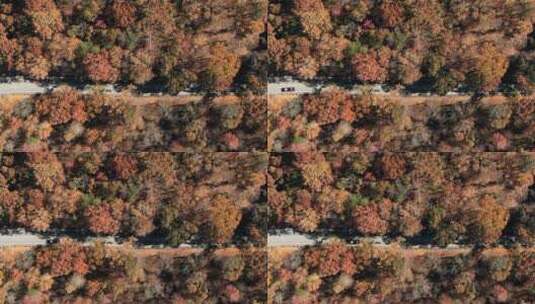 航拍汽车穿越森林高清在线视频素材下载