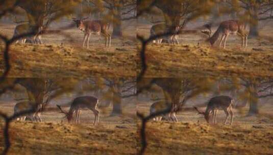 草地上吃草的母鹿高清在线视频素材下载