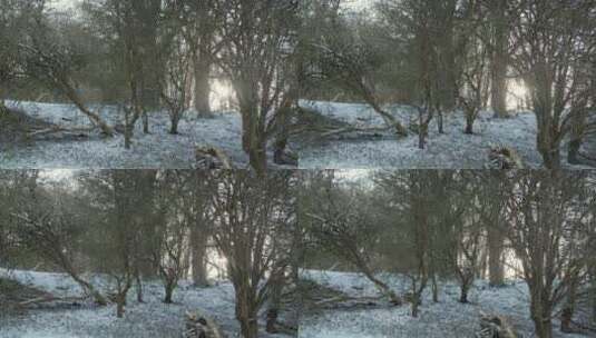 阳光穿过白雪覆盖的树高清在线视频素材下载