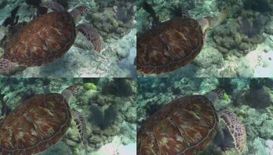 水下游泳的乌龟高清在线视频素材下载