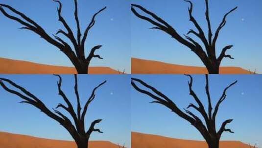 沙漠中的枯树高清在线视频素材下载