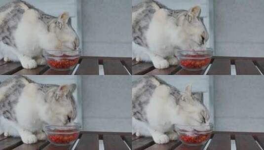 猫吃她的猫粮高清在线视频素材下载