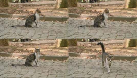 走在道路上的小猫高清在线视频素材下载