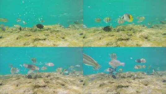 海底游动的鱼群高清在线视频素材下载