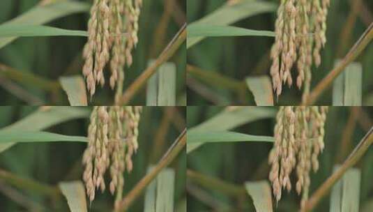 稻子稻谷高清在线视频素材下载