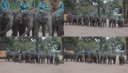泰国旅游视频泰国大象园大象列队表演高清在线视频素材下载