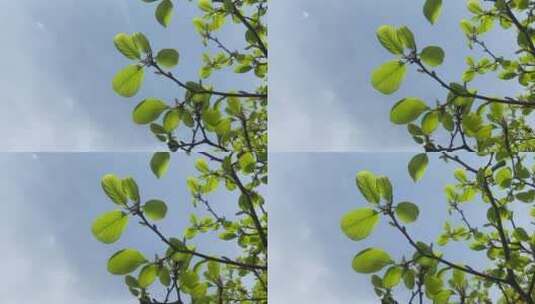 济南大明湖春天的景色，花朵绽放高清在线视频素材下载