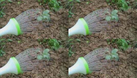 农民栽种禾苗秧苗灌溉浇灌高清在线视频素材下载