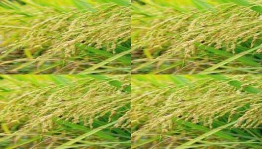 秋天成熟的水稻稻穗高清在线视频素材下载