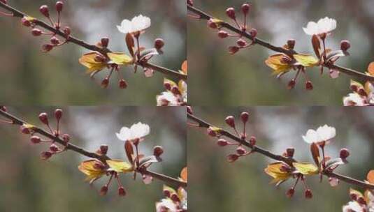 腊梅梅花樱花鲜花高清在线视频素材下载