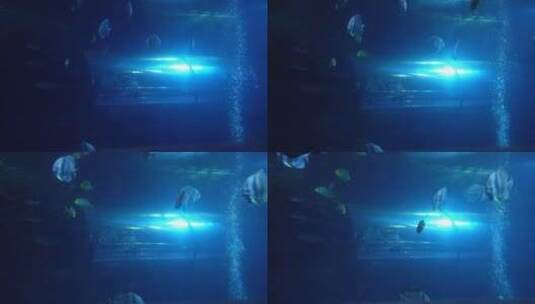 海底隧道海洋馆水族馆高清在线视频素材下载
