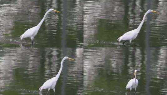 一只白色的小鸟在湖中漫步高清在线视频素材下载