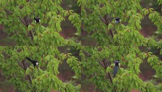 吃果子的鸟儿 树上的喜鹊高清在线视频素材下载