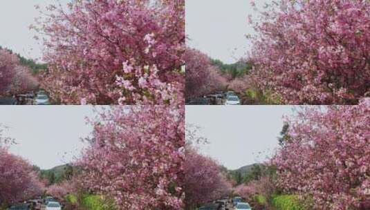 航拍郊野公园春天的樱花高清在线视频素材下载