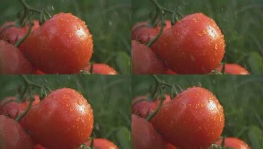 给新鲜的番茄浇水高清在线视频素材下载