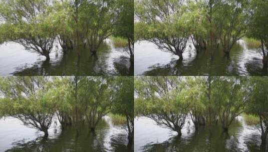 被洪水淹没的柳树高清在线视频素材下载