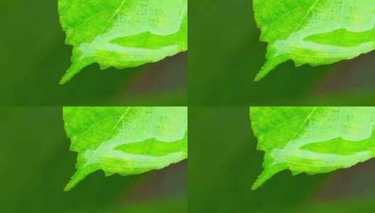 户外自然植物叶尖雨水高清在线视频素材下载
