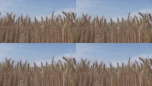 芒种麦田收割机收割小麦高清在线视频素材下载