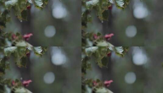 唯美下雨空镜头转场高清在线视频素材下载