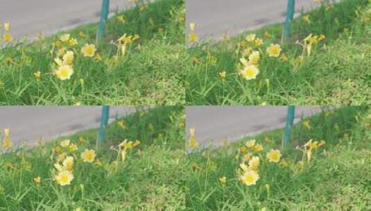 城市里的花——大花萱草高清在线视频素材下载