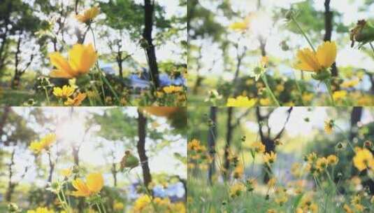 逆光唯美空镜头花朵高清在线视频素材下载