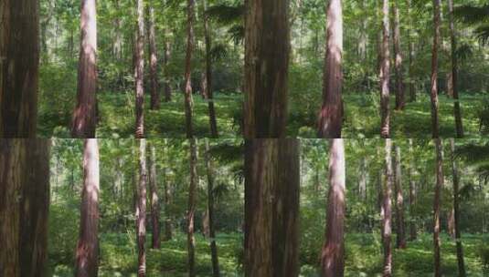 绿色环保森林树林参天大树高清在线视频素材下载