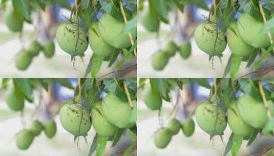 树上未成熟的芒果高清在线视频素材下载
