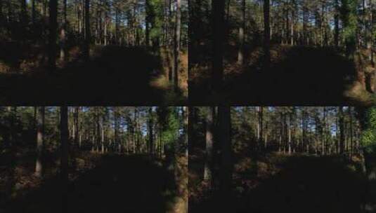 森林景观高清在线视频素材下载