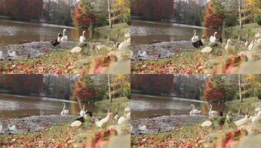 秋天森林里河边的鸭子高清在线视频素材下载