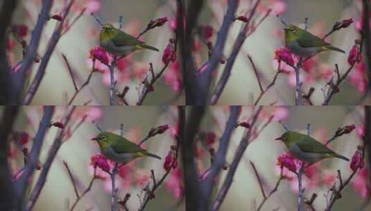 樱花枝头上的小鸟高清在线视频素材下载