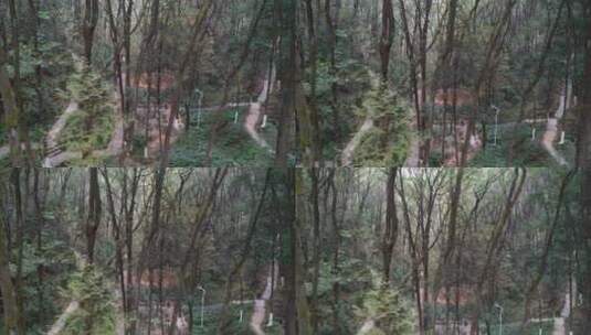 美丽树木森林高清在线视频素材下载