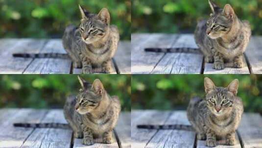 可爱的各种形态模样的小猫咪高清在线视频素材下载