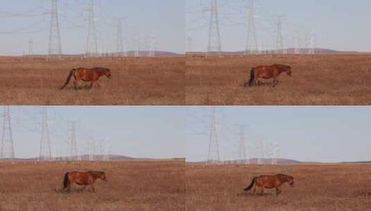 内蒙古的一只马高清在线视频素材下载