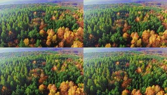 波兰秋天森林高清在线视频素材下载